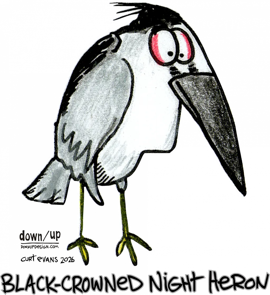 Black-crowned Night Heron — original artwork