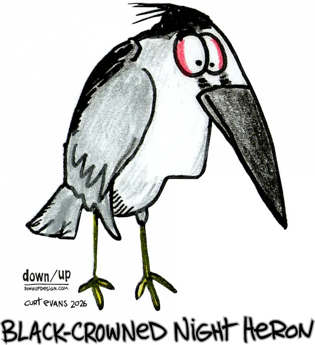 Black-crowned Night Heron — original artwork