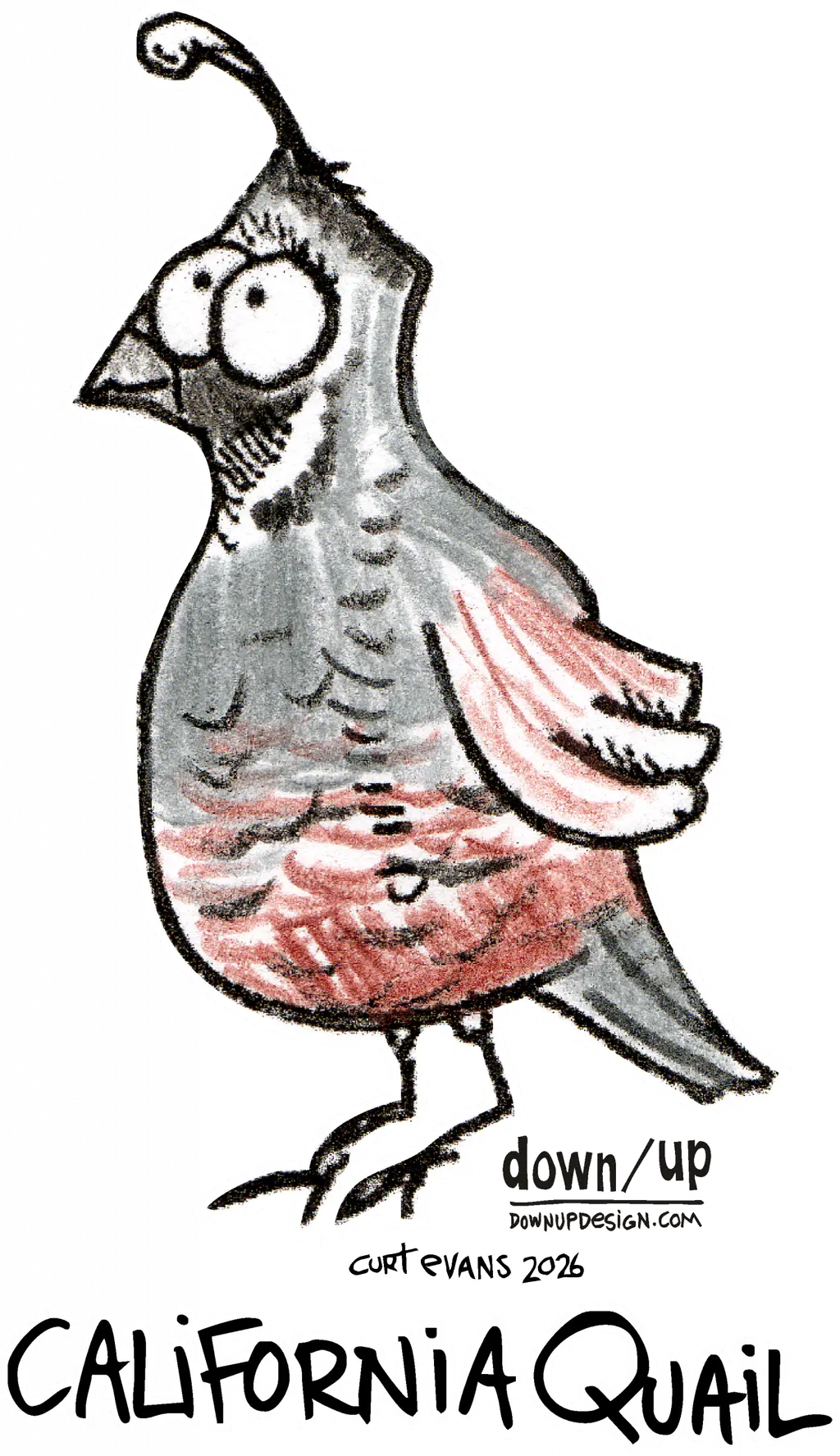 California Quail — original artwork