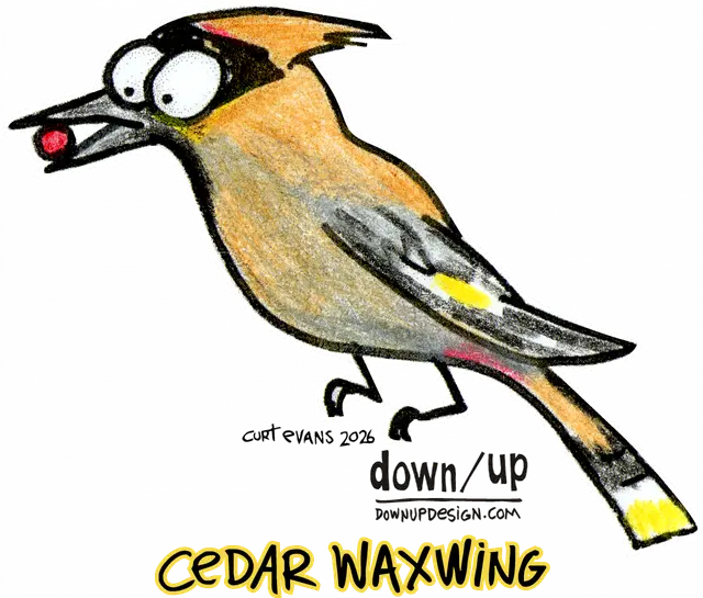 Cedar Waxwing — original artwork