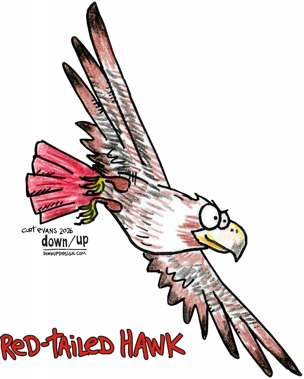 Red-tailed Hawk — original artwork