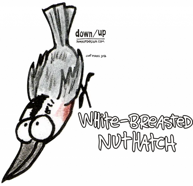 White-breasted Nuthatch — original artwork