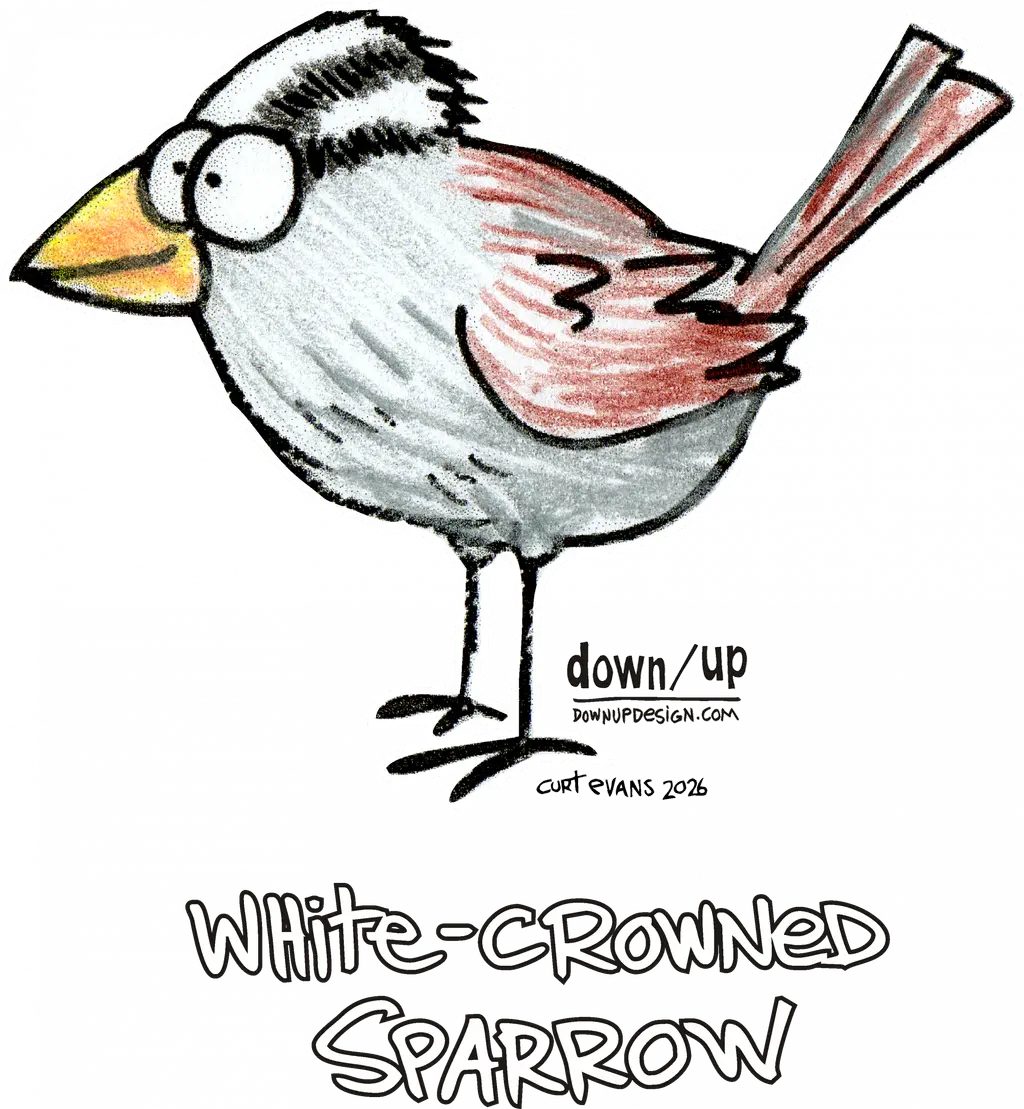 White-crowned Sparrow — original artwork