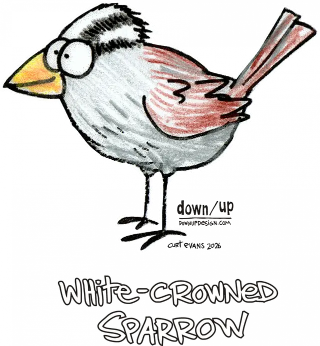 White-crowned Sparrow — original artwork